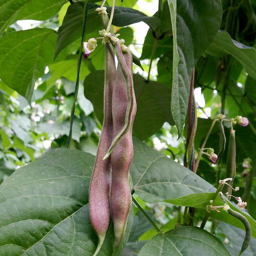 彩虹雨新鲜青菜蔬菜东北油豆角250g欧盟认证京津冀满百包邮 商品图2