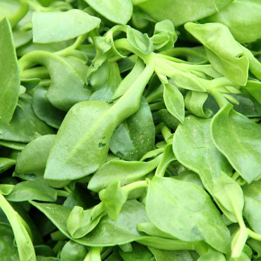 全国发货满额包邮新鲜生态蔬菜青菜穿心莲250g彩虹雨北京农场