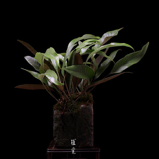 植觉孤品石韦蕨