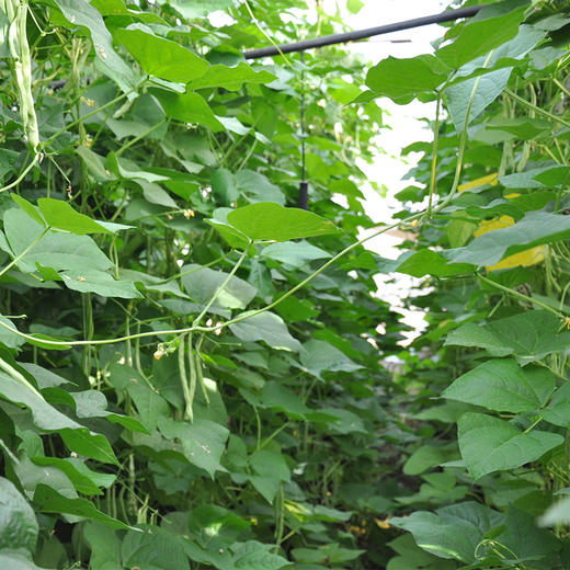 京津冀满百包邮 有机蔬菜 扁豆角 250g 欧盟认证现摘现发 商品图3