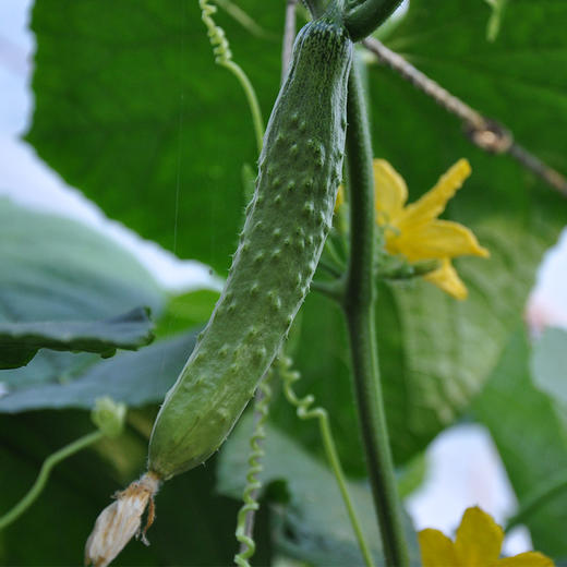 彩虹雨  新鲜 有机蔬菜黄瓜500g 欧盟认证全国发货满额包邮 商品图4