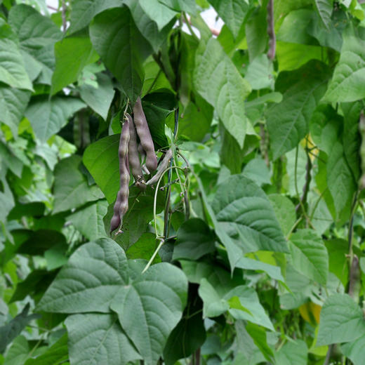 彩虹雨新鲜青菜蔬菜东北油豆角250g欧盟认证京津冀满百包邮 商品图6