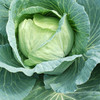 彩虹雨农场 新鲜有机蔬菜圆白菜500g欧盟认证 全国发货满额包邮 商品缩略图1