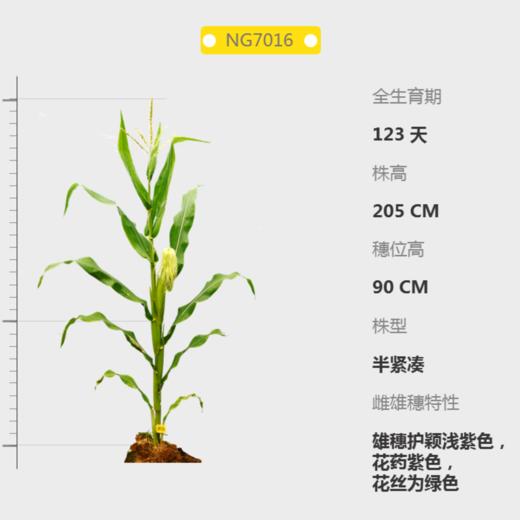 NG7016自交系 商品图0