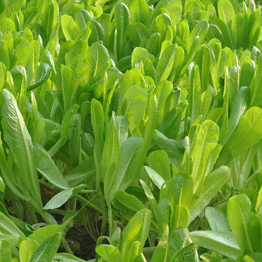 全国满额包邮  有机蔬菜 直立罗马生菜250g欧盟认证彩虹雨农场 商品图2