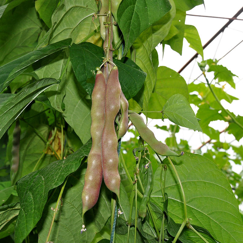 彩虹雨 新鲜青菜蔬菜 东北紫花油豆角250g 京津冀满百包邮