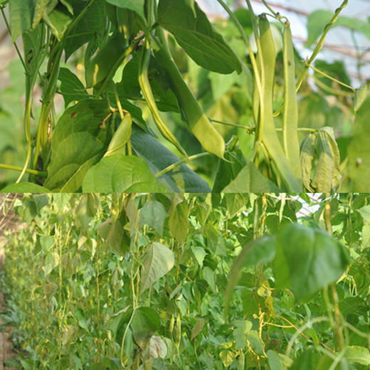 京津冀满百包邮 有机蔬菜 扁豆角 250g 欧盟认证现摘现发 商品图4