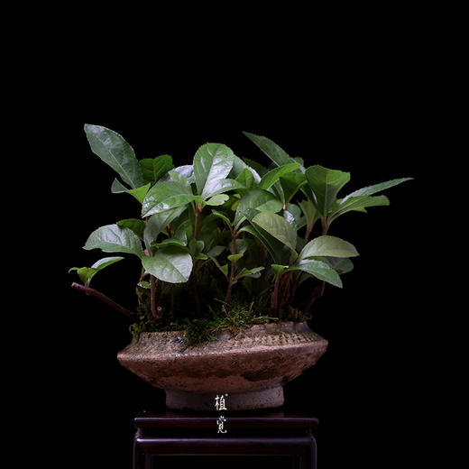 植觉孤品紫金牛