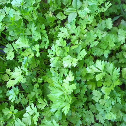 全国满额包邮 彩虹雨 新鲜 生态蔬菜 香菜100g 2两 北京农场 商品图2
