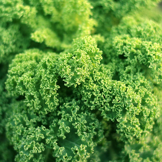 新鲜有机蔬菜羽衣甘蓝250g 欧盟认证彩虹雨有机农场满额包邮 商品图3