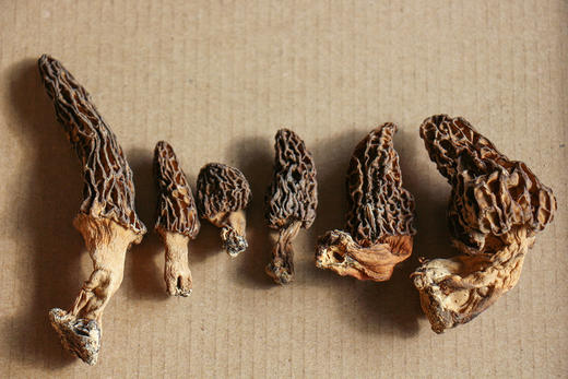 雪山野生羊肚菌（干货） 商品图6