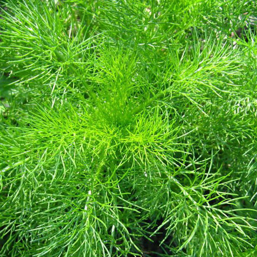 全国满额包邮 有机蔬菜  新鲜小怀香茴香 香丝菜 250g欧盟认证 商品图2