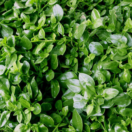 全国发货满额包邮 新鲜生态蔬菜 青菜穿心莲250g 彩虹雨北京农场 商品图2