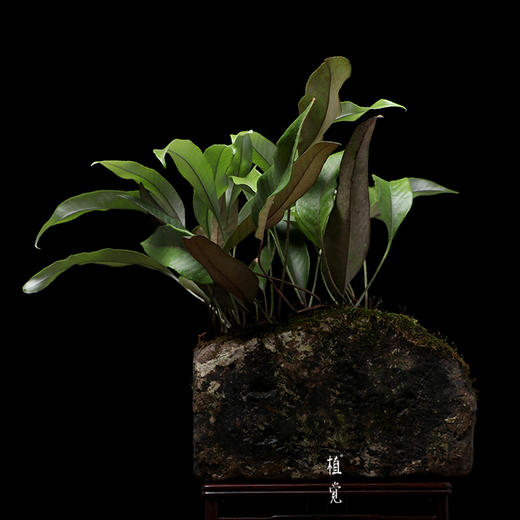 植觉孤品石韦蕨