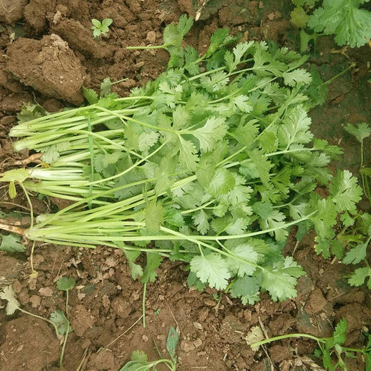 全国满额包邮彩虹雨新鲜生态蔬菜香菜100g2两北京农场