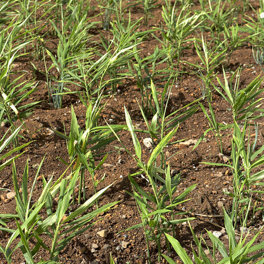 彩虹雨 新鲜青菜有机蔬菜 生姜500g 小黄姜姜味十足全国发货满额包邮 商品图4