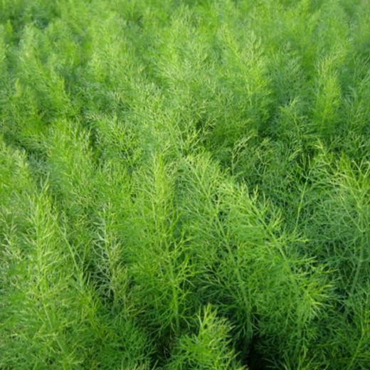 全国满额包邮 有机蔬菜  新鲜小怀香茴香 香丝菜 250g欧盟认证 商品图4