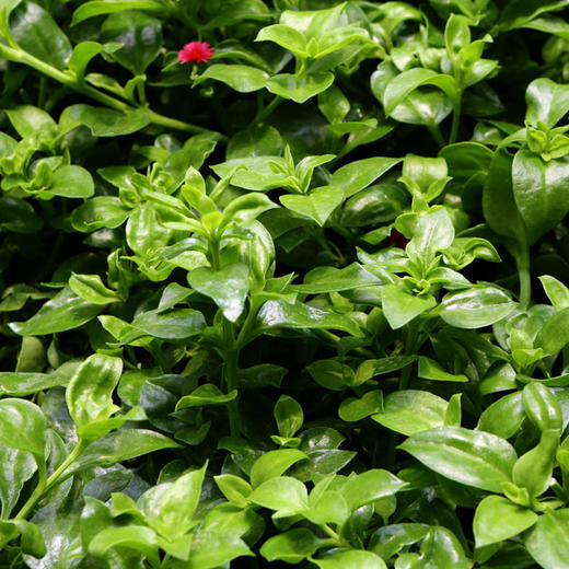 全国发货满额包邮 新鲜生态蔬菜 青菜穿心莲250g 彩虹雨北京农场 商品图3