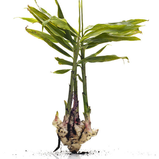 彩虹雨 新鲜青菜有机蔬菜 生姜500g 小黄姜姜味十足全国发货满额包邮 商品图8