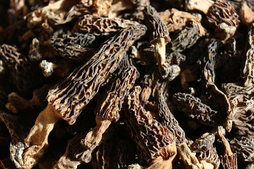 雪山野生羊肚菌（干货） 商品图2