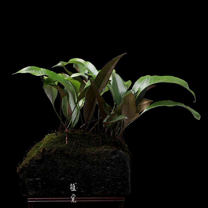 植觉孤品石韦蕨