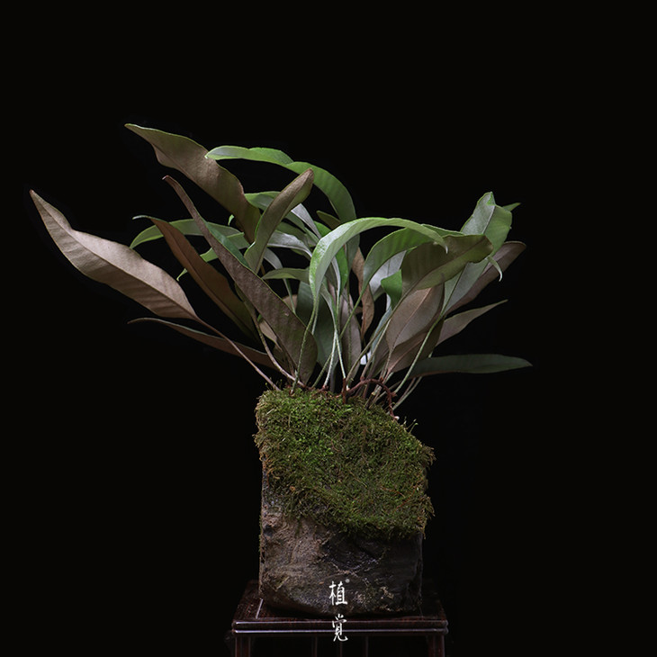 植觉孤品石韦蕨