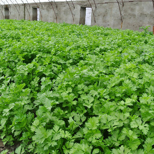 新鲜有机蔬菜 小颗西芹 青芹菜250g欧盟认证 京津冀满百包邮 商品图2