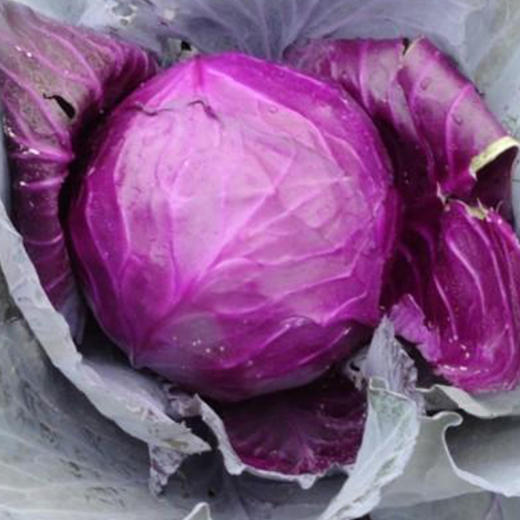 包邮【基地直发】有机蔬菜紫甘蓝4斤/6斤/10斤欧盟认证现摘新鲜 商品图3