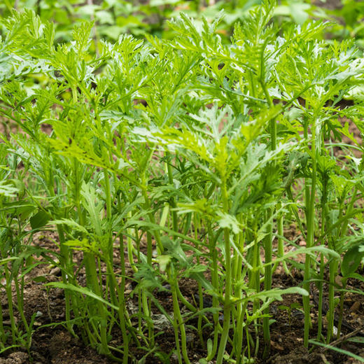 彩虹雨 有机蔬菜 蒿子秆250g欧盟认证 京津冀满百包邮 商品图2