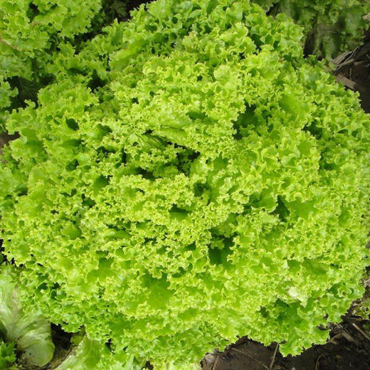 全国发货满额包邮 新鲜有机蔬菜 散叶生菜250g 欧盟认证彩虹雨 商品图4