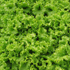 全国发货满额包邮 新鲜有机蔬菜 散叶生菜250g 欧盟认证彩虹雨 商品缩略图2
