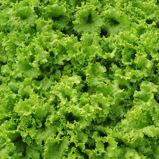 全国发货满额包邮 新鲜有机蔬菜 散叶生菜250g 欧盟认证彩虹雨 商品图2