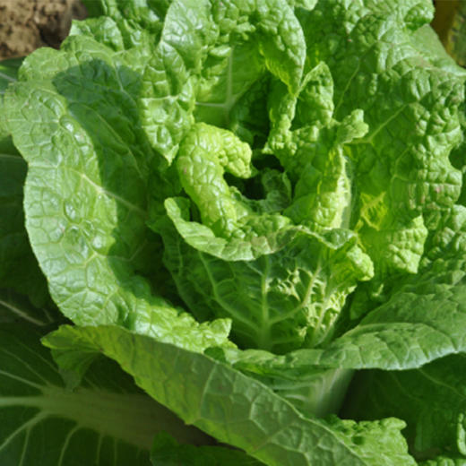 全国发货满额包邮 新鲜有机蔬菜娃娃菜400g 欧盟认证彩虹雨农场 商品图3