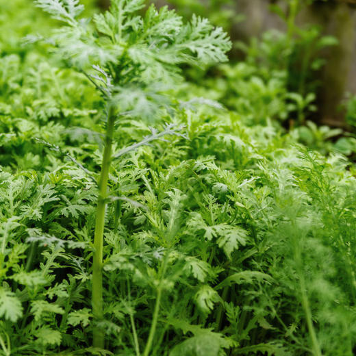 彩虹雨 有机蔬菜 蒿子秆250g欧盟认证 京津冀满百包邮 商品图3