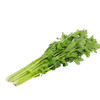 新鲜有机蔬菜 小颗西芹 青芹菜250g欧盟认证 京津冀满百包邮 商品缩略图3