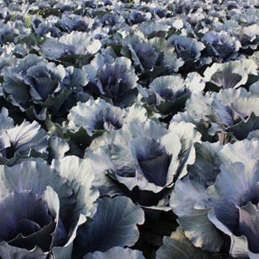 包邮【基地直发】有机蔬菜紫甘蓝4斤/6斤/10斤欧盟认证现摘新鲜 商品图4