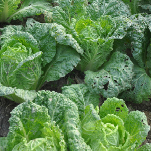 全国发货满额包邮 新鲜有机蔬菜娃娃菜400g 欧盟认证彩虹雨农场 商品图2