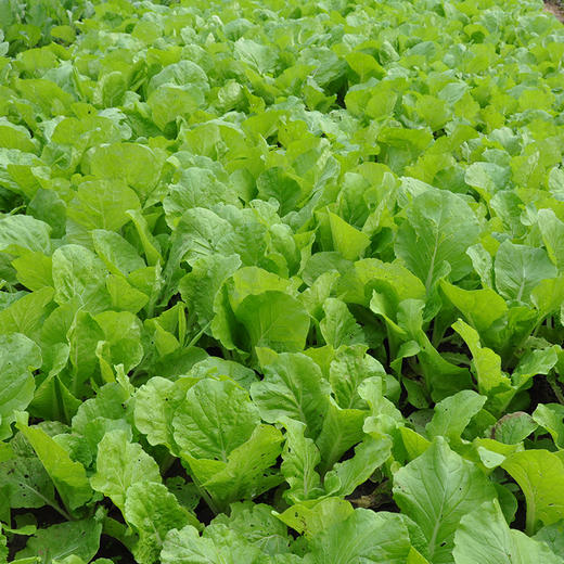 全国发货满额包邮 有机蔬菜 小白菜250g  欧盟认证彩虹雨农场 商品图2