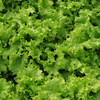 全国发货满额包邮 新鲜有机蔬菜 散叶生菜250g 欧盟认证彩虹雨 商品缩略图3