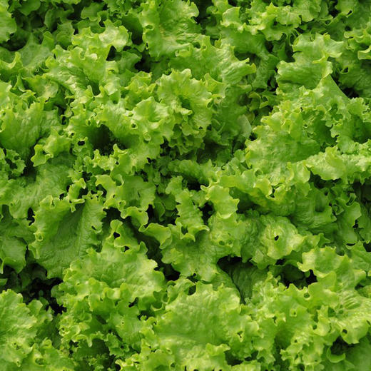 全国发货满额包邮 新鲜有机蔬菜 散叶生菜250g 欧盟认证彩虹雨 商品图3