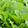 全国发货满额包邮 有机蔬菜 小白菜250g  欧盟认证彩虹雨农场 商品缩略图4