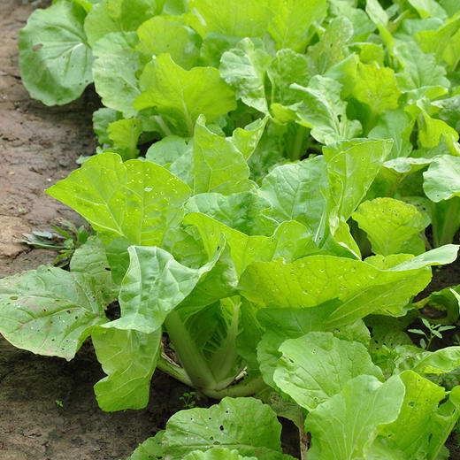 全国发货满额包邮 有机蔬菜 小白菜250g  欧盟认证彩虹雨农场 商品图3