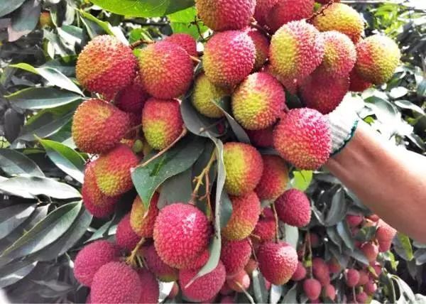 18.9抢龙鳞村荔枝园入园证,嗨吃一整天!