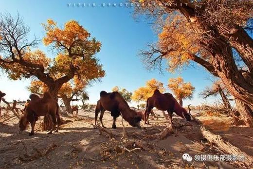 私享小团丨金色胡杨·额济纳旗、沙漠黑水城、张掖雅丹、嘉峪关、金塔胡杨林7天摄影团 商品图4