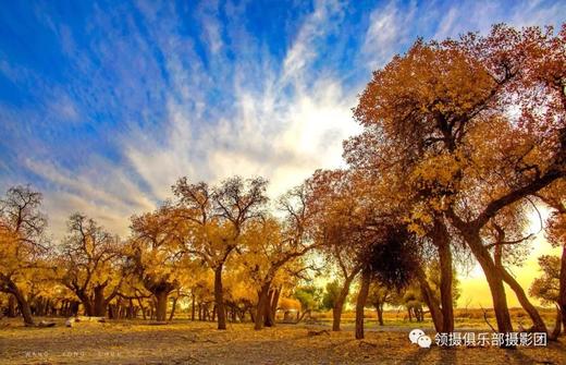 私享小团丨金色胡杨·额济纳旗、沙漠黑水城、张掖雅丹、嘉峪关、金塔胡杨林7天摄影团 商品图2