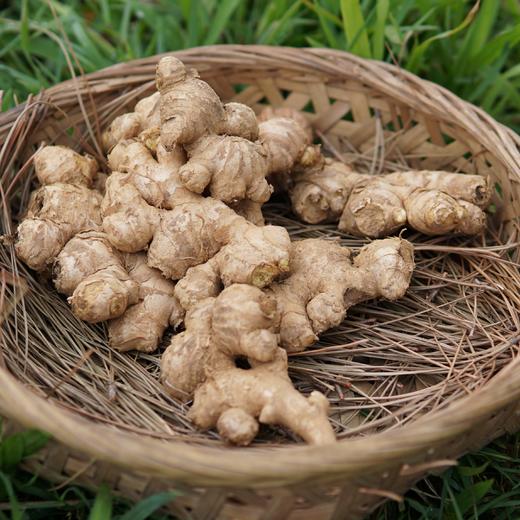 生态小黄姜 | 合作生产* Eco-ginger | Coproduction 商品图2