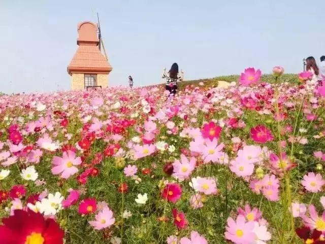 【秒杀】大潮旅游独家福利 杭州湾海上花田门票(提前3天预约)