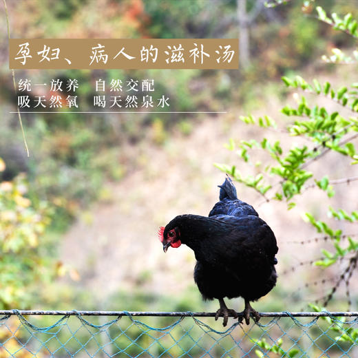 【科技特派员王启贵推荐】王大嫂城口山地鸡 散养6个月以上 毛重4斤以上  顺丰包邮 商品图2