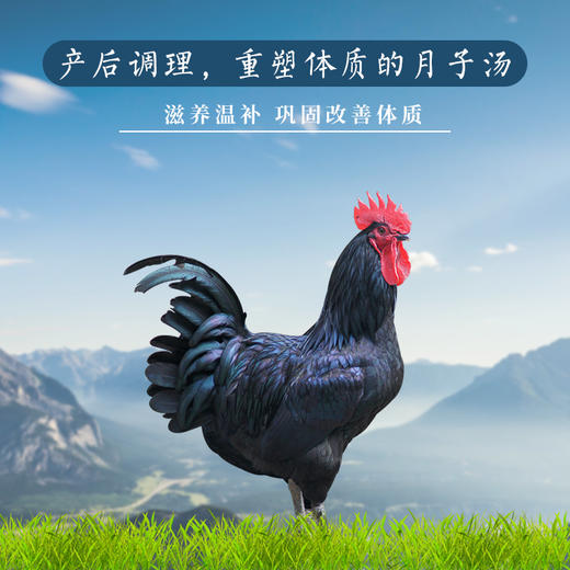 【科技特派员王启贵推荐】王大嫂城口山地鸡 散养6个月以上 毛重4斤以上  顺丰包邮 商品图3