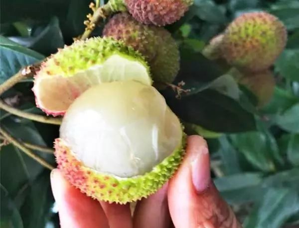 18.9抢龙鳞村荔枝园入园证,嗨吃一整天!